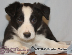 Black and white male, medium coat, border collie puppy